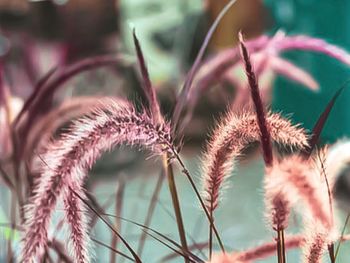 Close-up of cactus growing outdoors