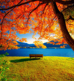 Trees in park during autumn