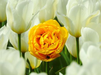 Close-up of yellow flowers blooming outdoors