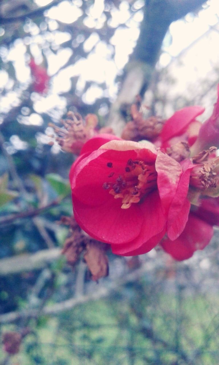 CLOSE-UP OF RED ROSE FLOWER ON LAND