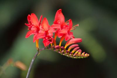 Close-up of red rose flower