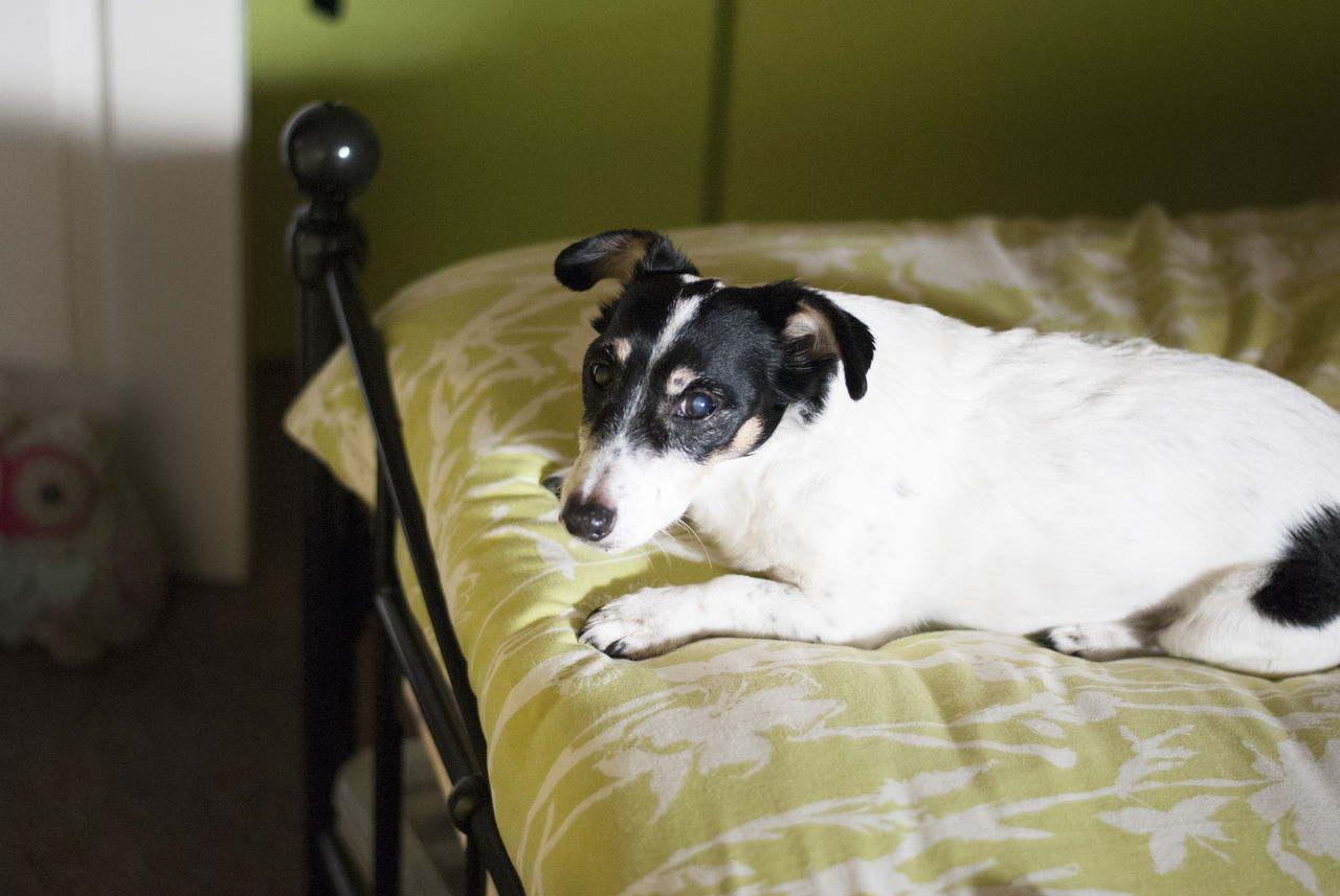 PORTRAIT OF BLACK DOG ON BED AT HOME