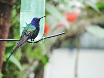 Bird perching on railing