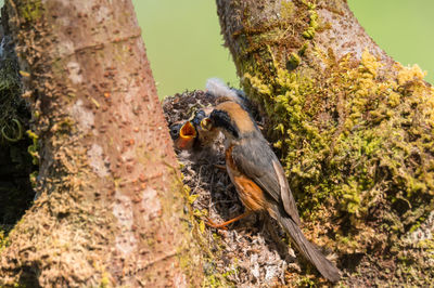 Close-up of bird perching on tree