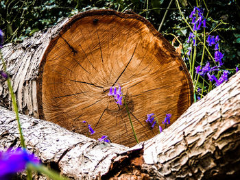 High angle view of purple flowers on tree stump