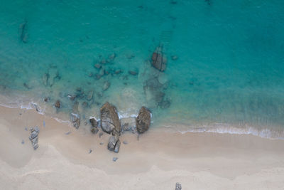 High angle view of fishes swimming in sea