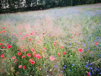 View of flowers growing in field