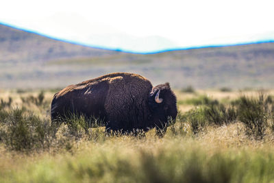 View of an animal on field, bufalo, bison , bisonte