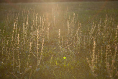 Close-up of fresh plants on field