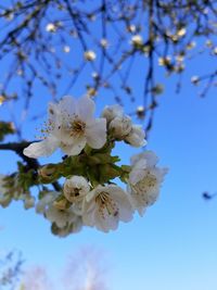 Low angle view of cherry blossoms against sky