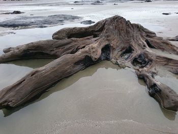 Driftwood on beach