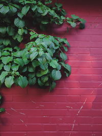 Close-up of ivy growing on plant