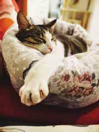 Close-up of cat resting on bed