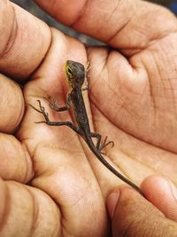 Close-up of human hand holding insect