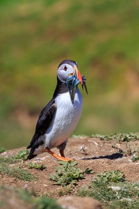 Close-up of puffin with fish in beak on rock
