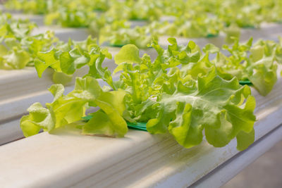 Close-up of fresh vegetables