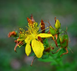 Close-up of yellow flowers