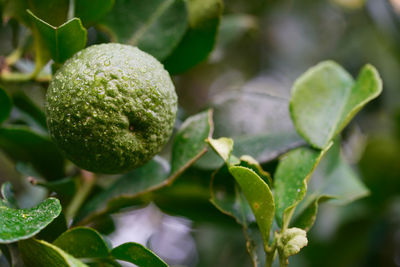 Close-up of fruit growing on plant