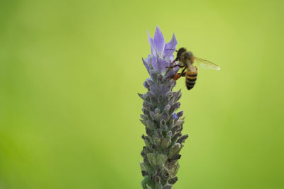 Close-up of bee on purple flower
