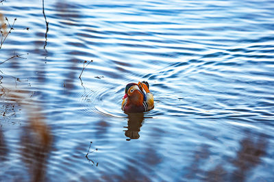 High angle view of duck swimming in lake