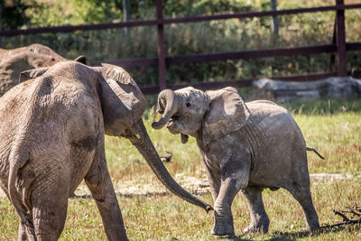 Elephant in a zoo