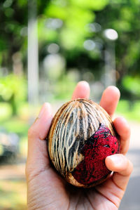 Cropped hand holding alstonia scholaris seed