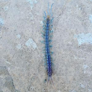 High angle view of insect on land