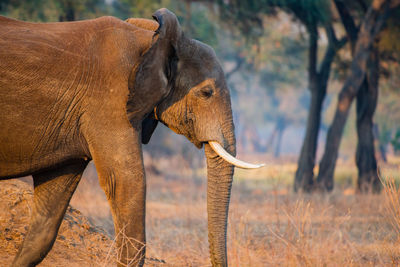 Close-up of elephant standing against trees