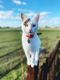 Portrait of a cat on fence