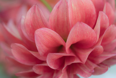 Close-up of pink dahlia