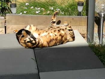 Cat relaxing outdoors