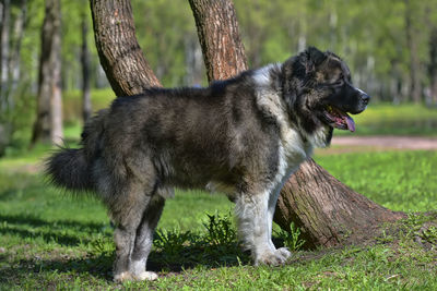 Portrait of a dog on field