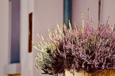 Close-up of pink flowering plant