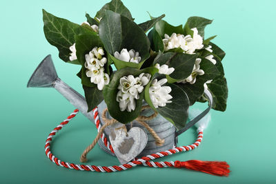 Close-up of flowering plant against white background