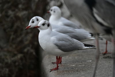 Close-up of seagull