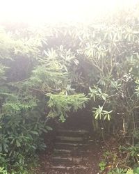 High angle view of plants on land