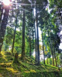 Low angle view of trees in forest