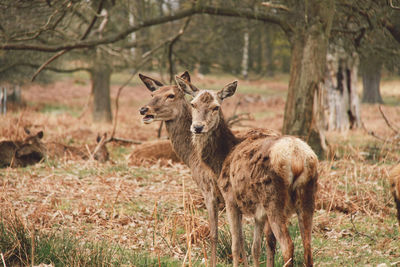 Deer standing on grassy field in forest