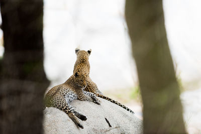 View of a cat looking away