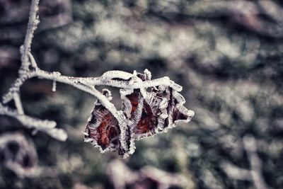 Close-up of dry leaves on frozen tree