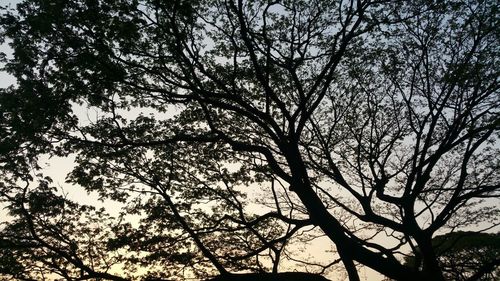 Low angle view of silhouette tree against sky