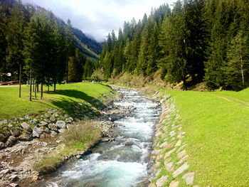 Scenic view of stream flowing through forest