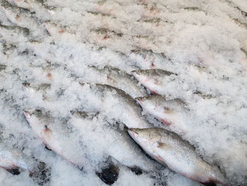 High angle view of dead fish on snow