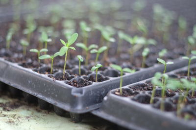 Close-up of young plant