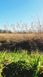 Surface level of grass on field against clear sky