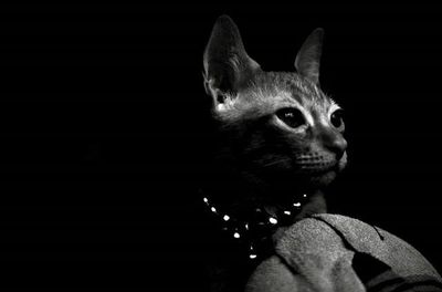 Close-up of black cat over black background