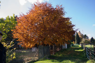 Trees growing on field against sky