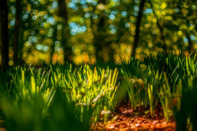 Close-up of fresh green plants in forest