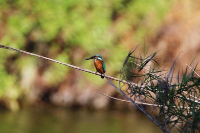 Bird  kingfisher perching on branch