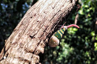 Close-up of insect on tree trunk